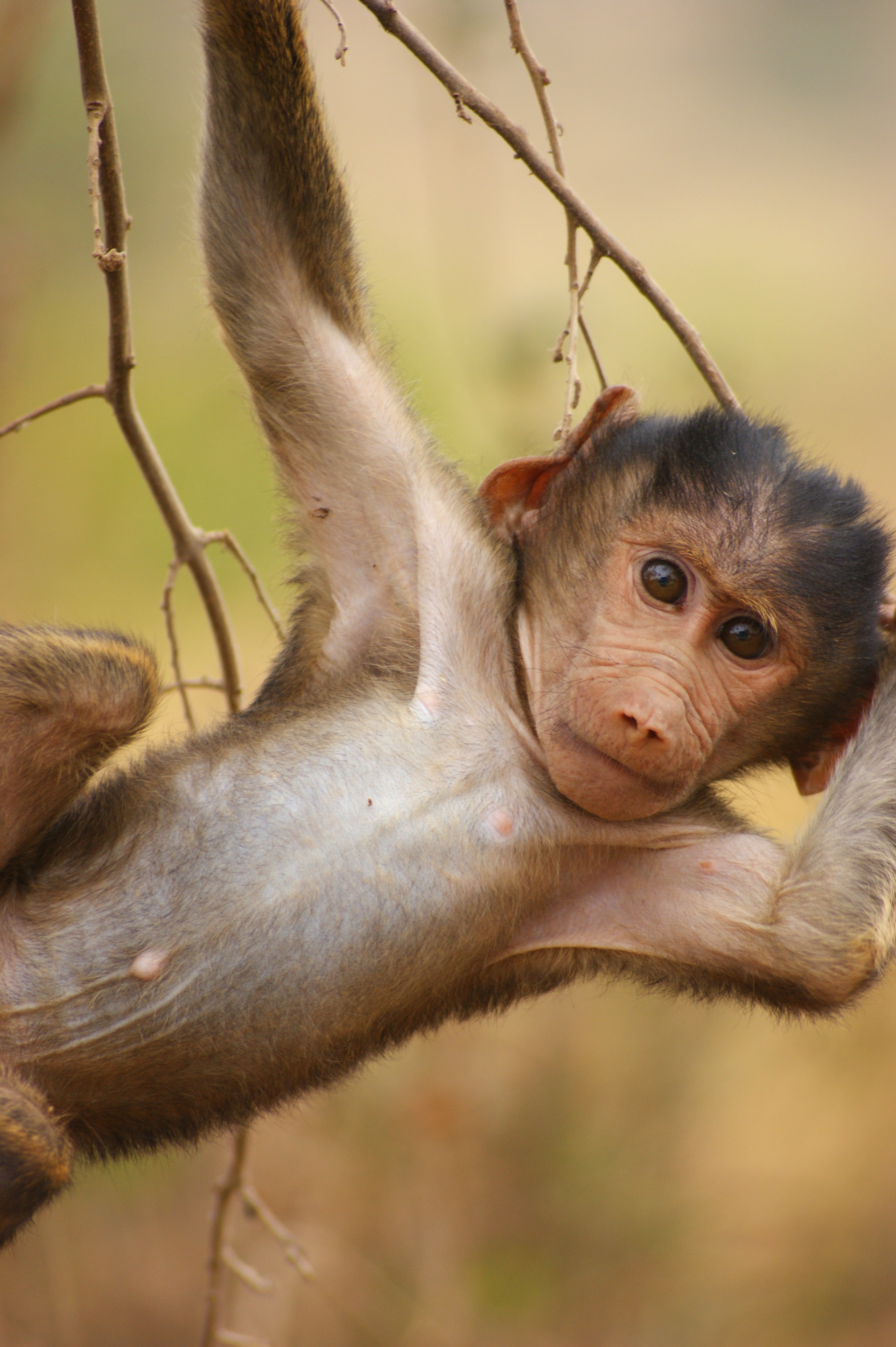 Khỉ Mở rộng Véc tơ đồ Họa Clip nghệ thuật  Phim hoạt hình khỉ con khỉ ngủ hình  ảnh HD png tải về  Miễn phí trong suốt Hành Vi Con