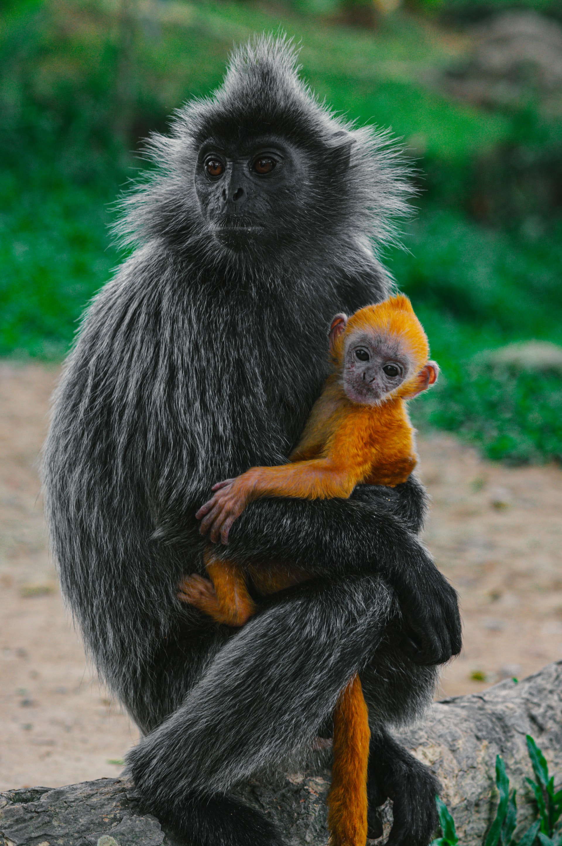 ảnh Con Khỉ Tải Xuống Miễn Phí ảnh nhìn xem biểu diễn cho nó ăn đẹp Trên  Lovepik