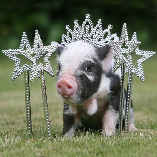 Hình ảnh con lợn công chúa