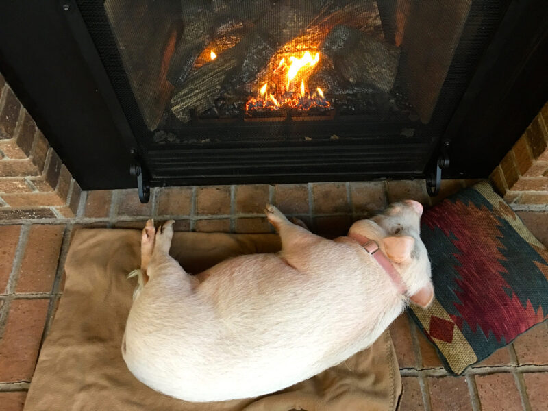 Hình ảnh con lợn đang sưởi ấm