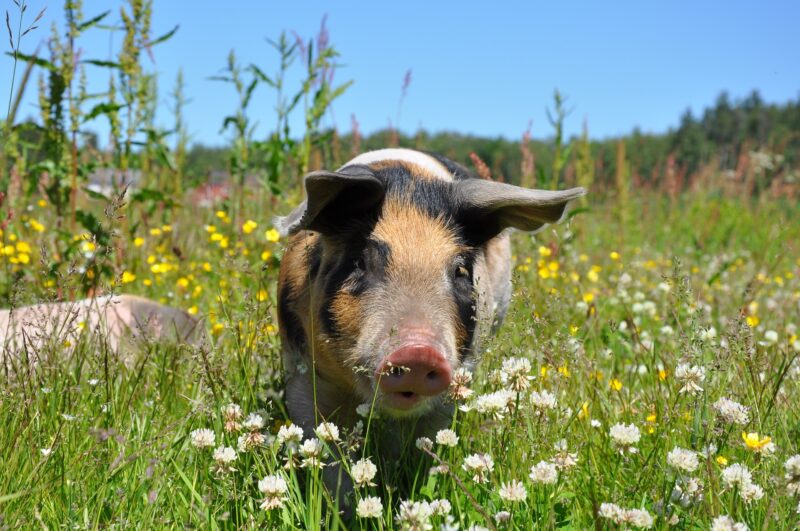 Hình ảnh con lợn giữa rừng hoa
