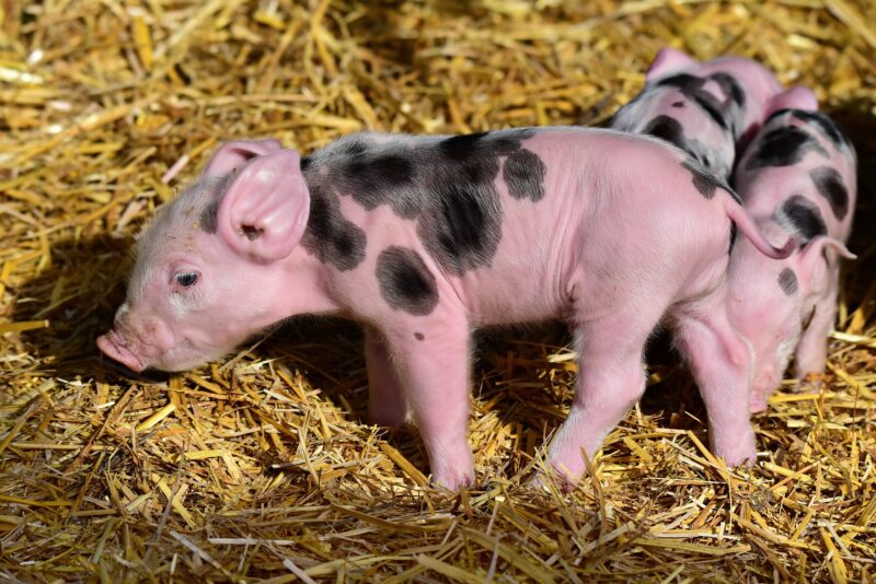 Hình ảnh con lợn màu hồng cực cute