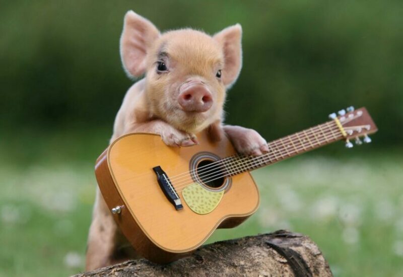 Hình ảnh con lợn và cây đàn ghi-ta