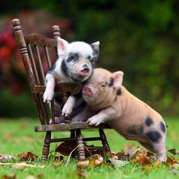 Hình ảnh con lợn và chiếc ghế