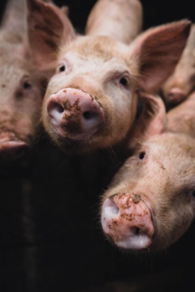 Hình ảnh con lợn với chiếc mũi cute