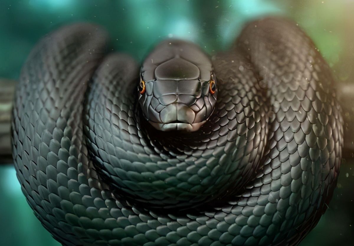 Chia sẻ với hơn 68 về rắn hình nền  cdgdbentreeduvn