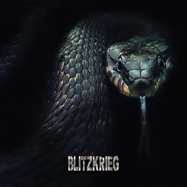 Hình ảnh con rắn Black Mamba chờ mồi