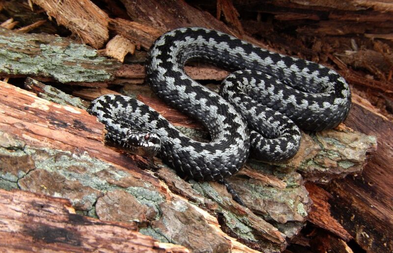 Hình ảnh con rắn có lớp vảy đẹp đến đáng sợ