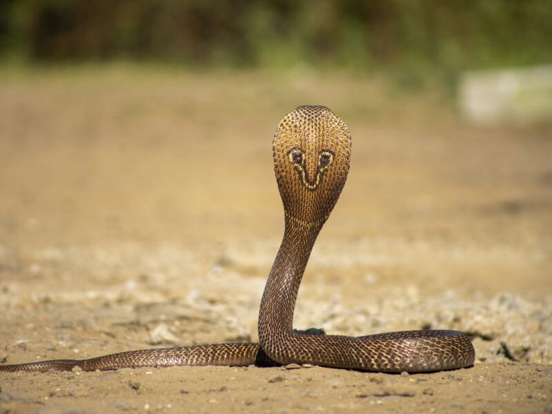 Hình ảnh con rắn hổ mang