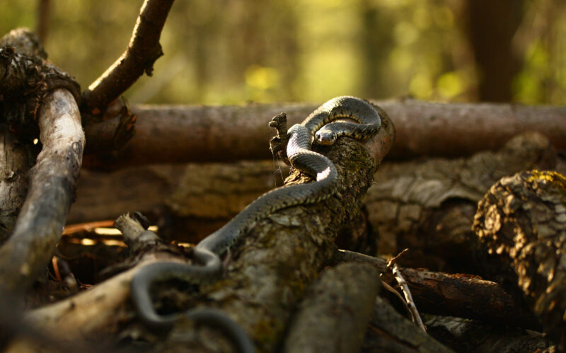 Hình ảnh con rắn trên đống củi