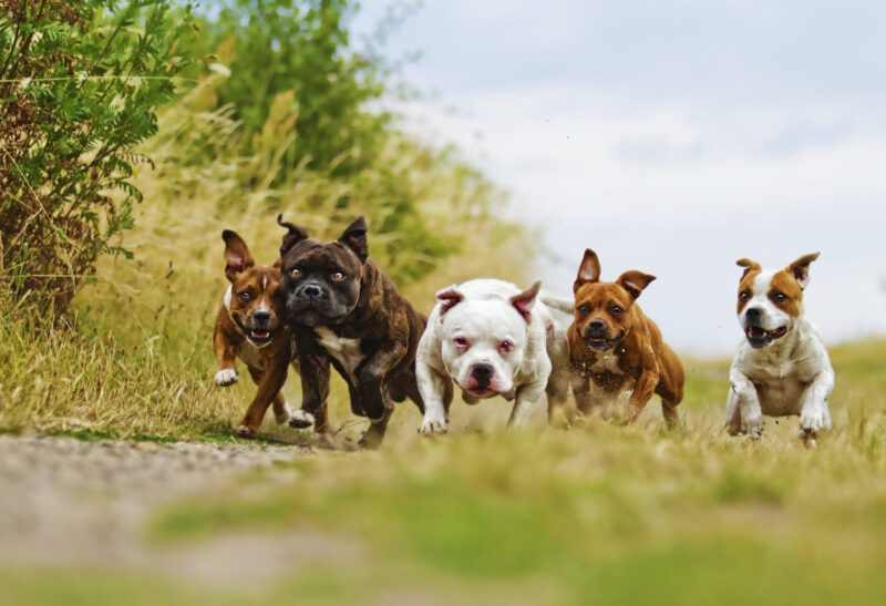 Hình ảnh đàn chó Pitbull đang chạy