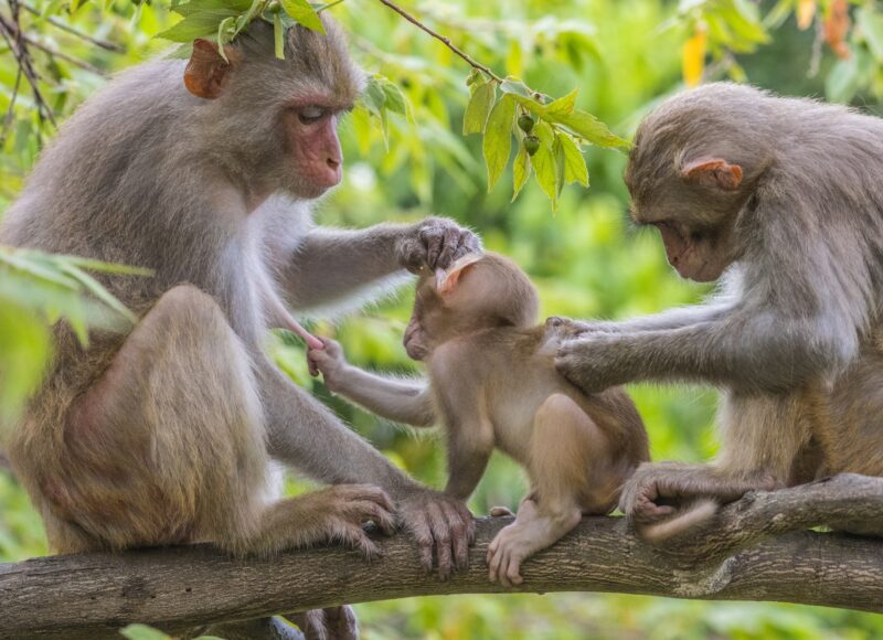 Hình ảnh gia đình khỉ dễ thương và đáng yêu