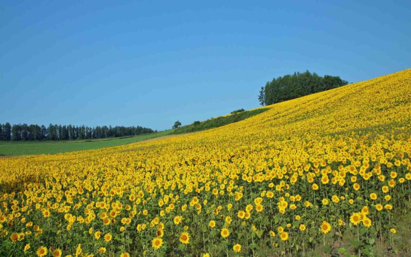 Hình ảnh Hoa chào ngày mới với cánh đồng hướng dương