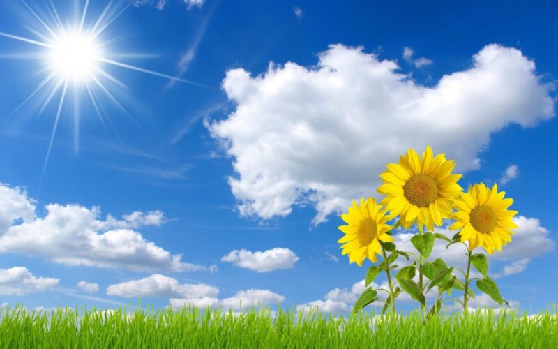 Hình ảnh Hoa chào ngày mới với cánh đồng và bầu trời trong xanh