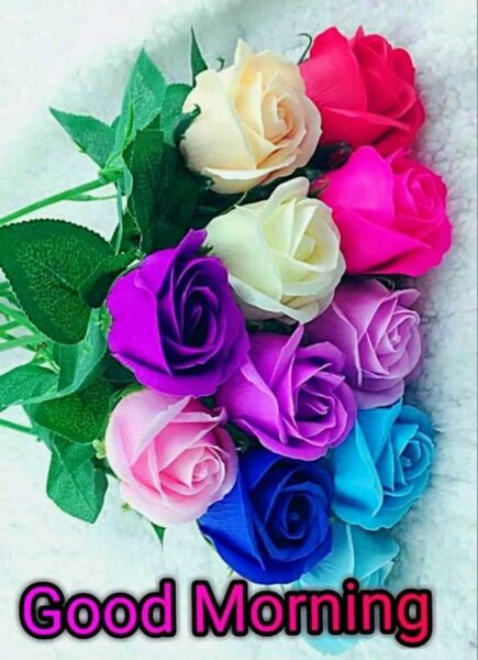 Hình ảnh Hoa chào ngày mới với những đóa hồng nhiều màu sắc