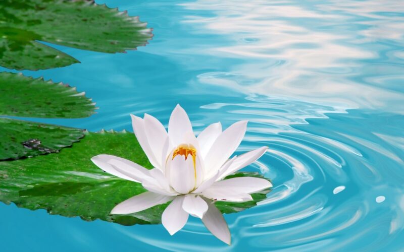 Hình ảnh hoa sen nền nước xanh