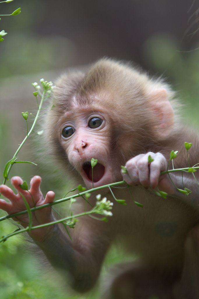 Con khỉ cute sẽ khiến cho trái tim bạn tan chảy chỉ trong một nốt nhạc. Với đôi mắt ngộ nghĩnh, tóc rậm và đôi tai nhỏ xinh, hình ảnh các con khỉ đáng yêu sẽ làm cho bạn say mê và thích thú hơn bao giờ hết. Hãy xem và chia sẻ những bức ảnh này với bạn bè của bạn nhé!