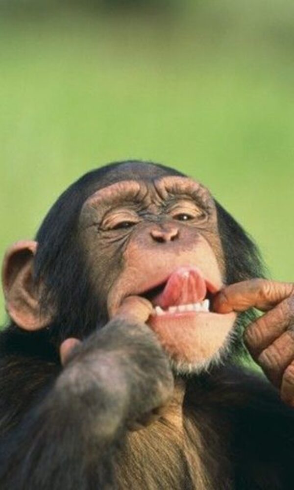 Hình ảnh con khỉ dễ thương đáng yêu nô đùa tinh nghịch
