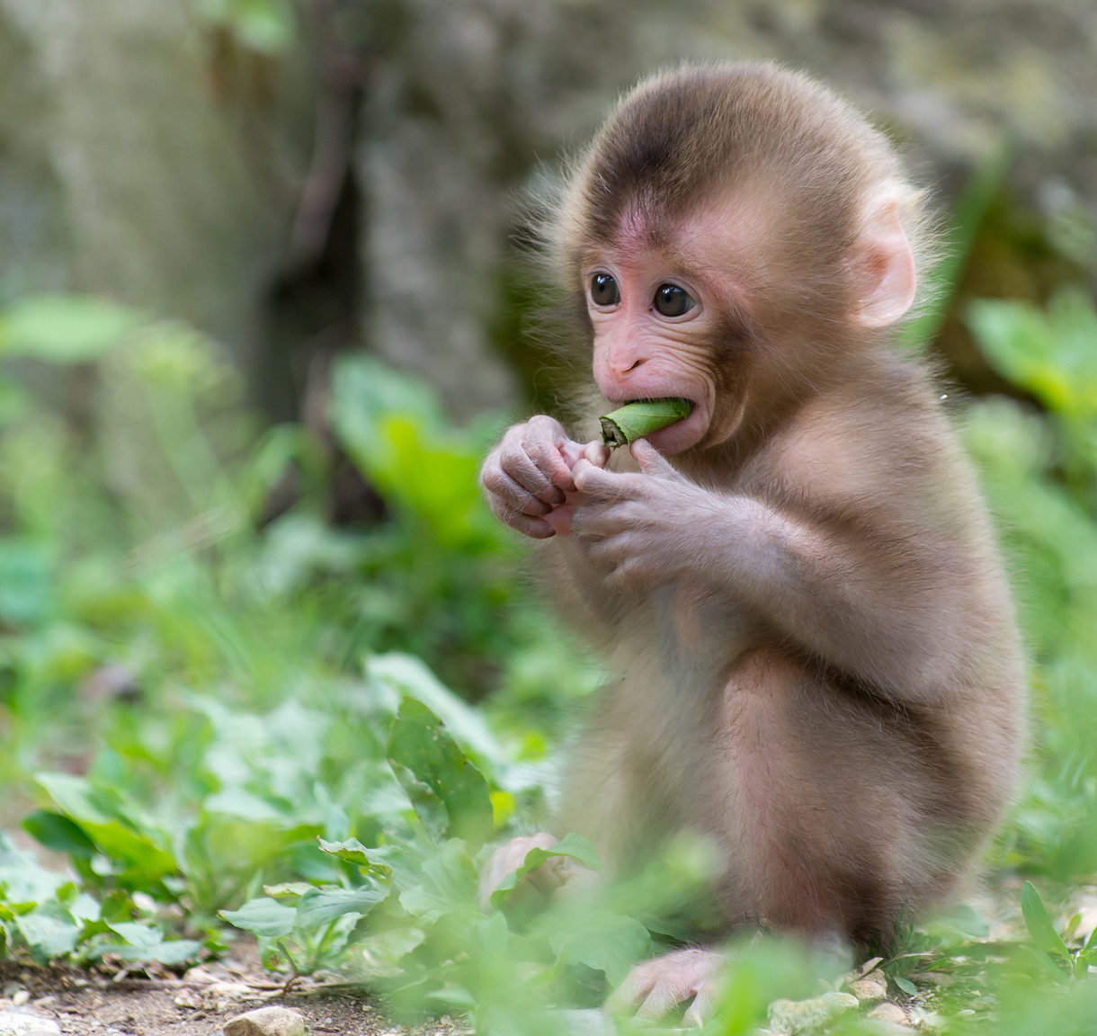 Khỉ là một trong những loài động vật ngộ nghĩnh và dễ thương nhất trên thế giới. Hãy xem ảnh này để thưởng thức vẻ đẹp dễ thương của chúng.
