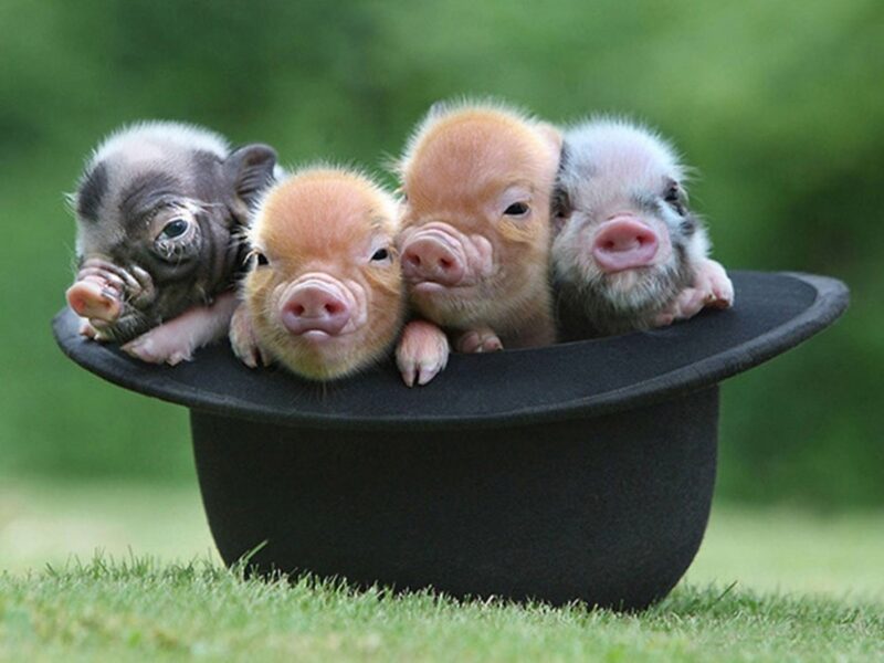 Hình ảnh lợn con trong chiếc mũ