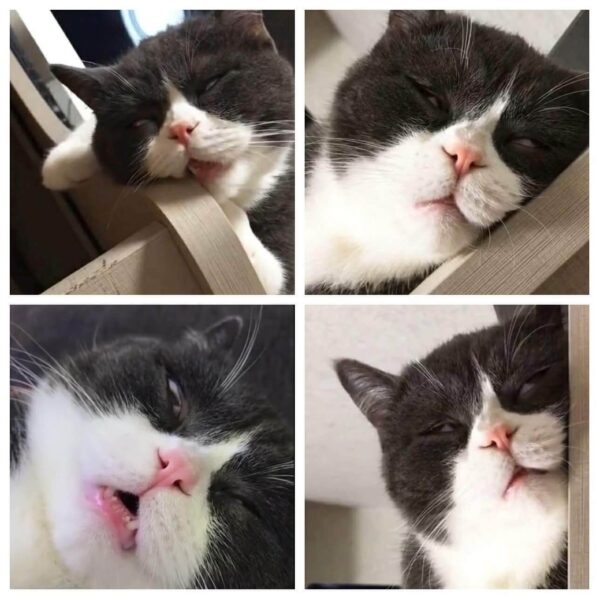 Hình ảnh meme mèo buồn ngủ