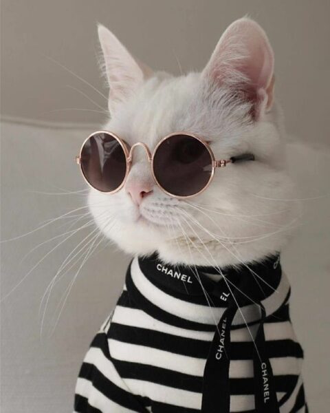 Hình ảnh mèo dễ thương đeo kính ngầu lòi