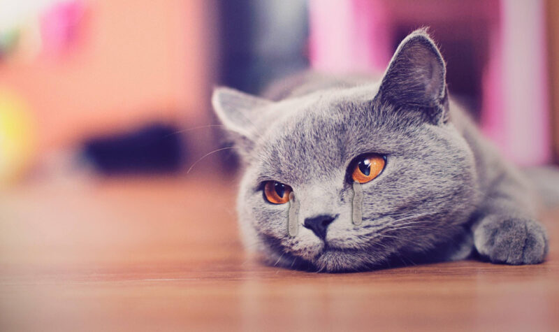Hình ảnh một con mèo đang khóc nằm trên sàn nhà