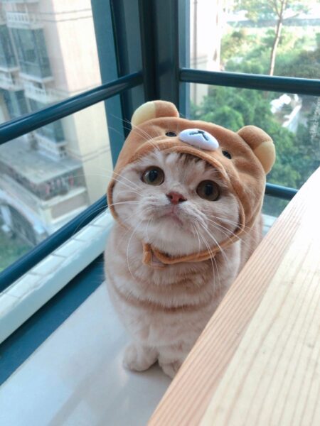 Hình ảnh mèo mặc áo dễ thương đốn tim fan