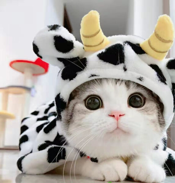 Hình ảnh mèo mặc đồ con bò sữa dễ thương