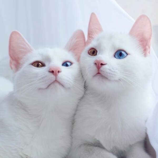 Hình ảnh mèo mắt 2 màu độc lạ dễ thương