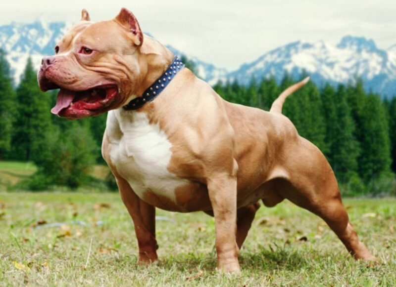 Hình ảnh Pitbull