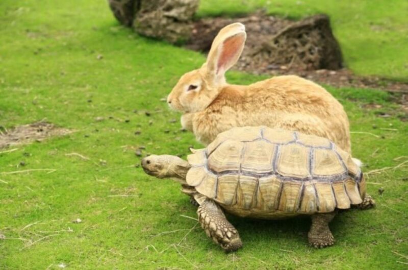 Hình ảnh rùa và thỏ thật