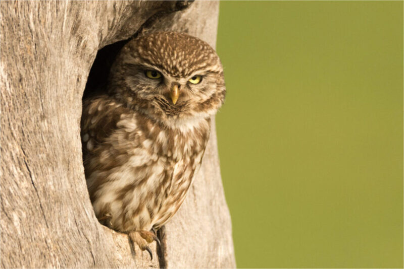 Hình chim cú mèo đứng trong hốc cây