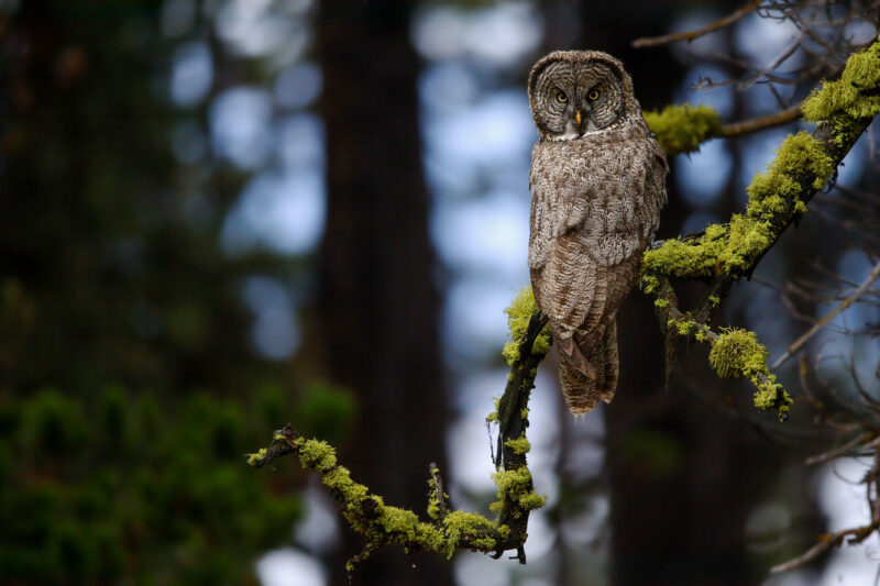 Hình chim cú mèo với bộ lông hoạ tiết cực đẹp