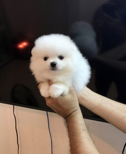 Hình chó Phốc sóc mini cute