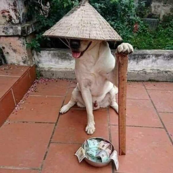 Hình chú chó đội nón ăn xin chế hài