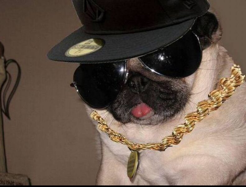 Hình con chó ngầu