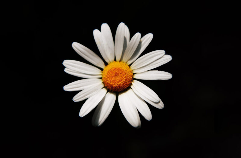 Hình hoa cúc trắng nền đen trực diện