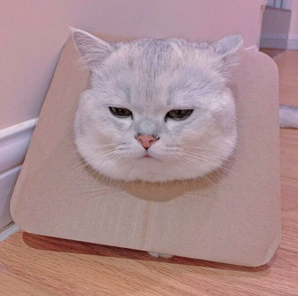 Hình meme mèo mặt chán đời