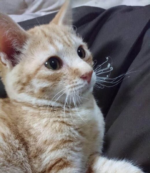 Hình meme mèo rụt rè