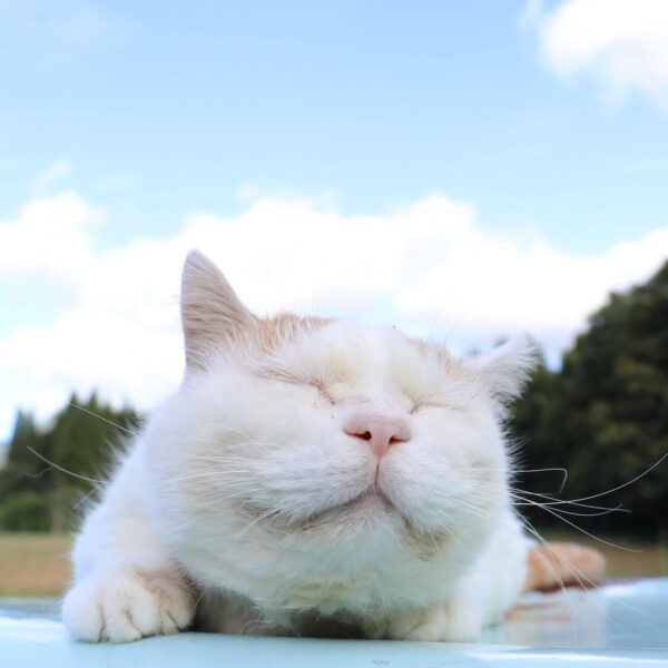 Hình meme mèo sướng nhắm mắt