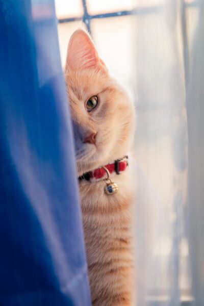 Hình mèo khóc bên rèm cửa