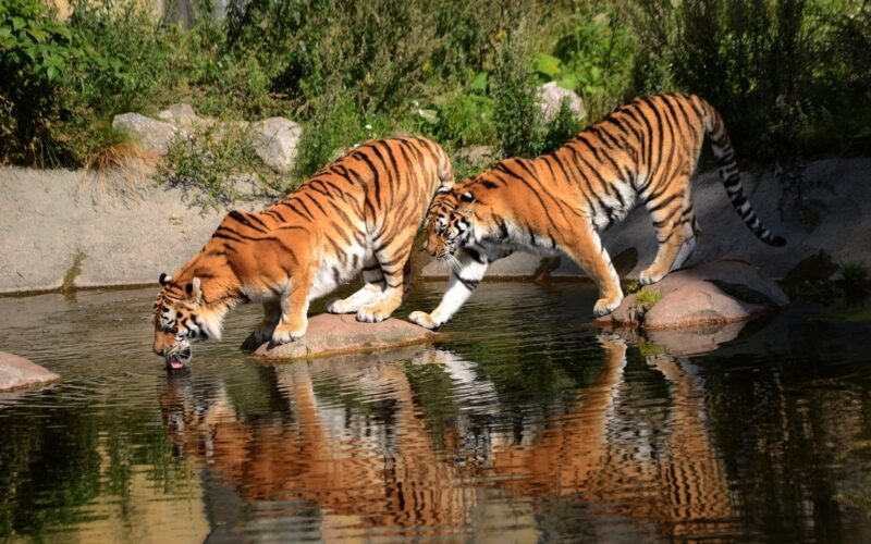Hình nền 2 con hổ uống nước