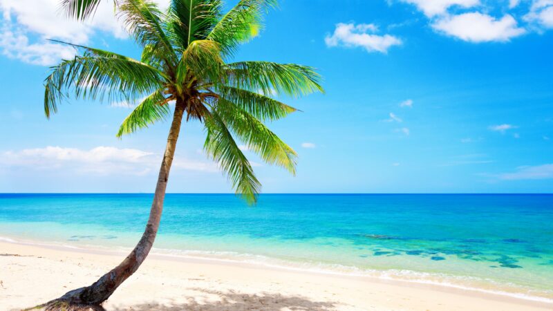 hình nền 4k laptop và pc cây dừa đổ bóng và biển xanh