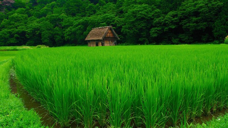 hình nền 4k laptop và pc thiên nhiên đồng lúa xanh ngắt và ngôi nhà gỗ