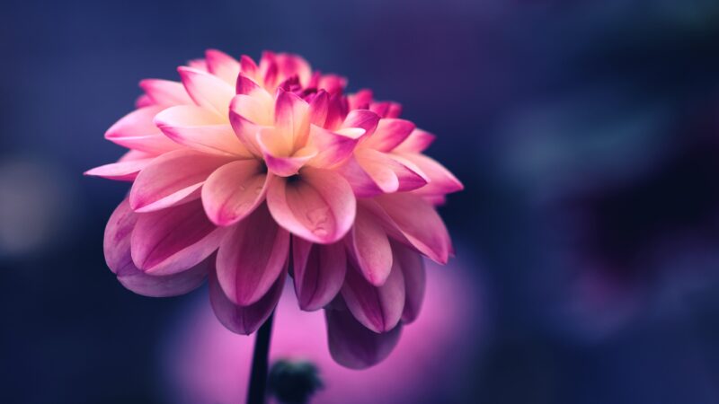 Beautiful 3D flower photo wallpaper