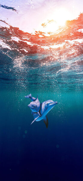 Hình nền biển cho iPhone và cá heo