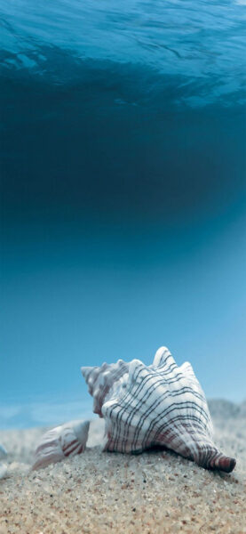 Hình nền biển cho iPhone vỏ ốc