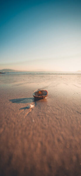 Hình nền biển cho iPhone vỏ sò