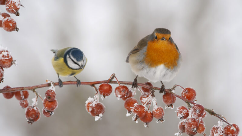 hình nền bing con chim đậu trên cành cây điểm tuyết vào mùa đông